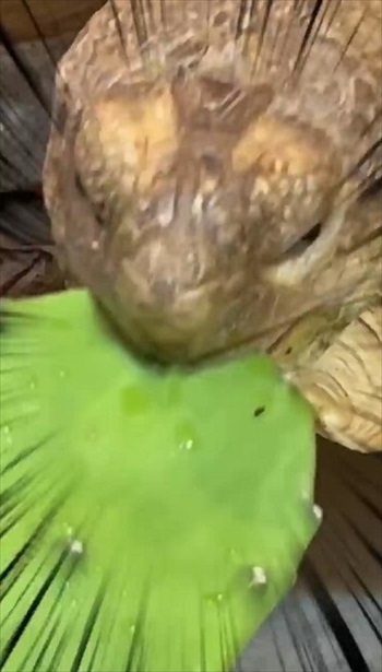 サボテンを食べるカメ