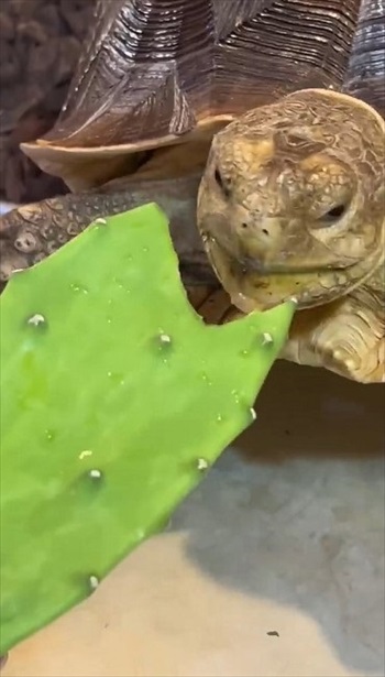 サボテンを食べるカメ