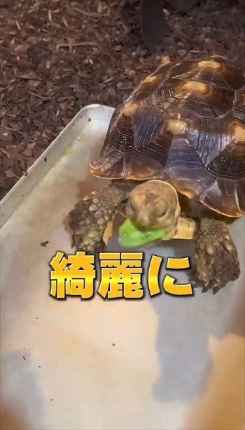 サボテンを食べるカメ