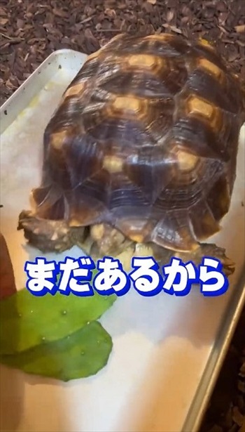 サボテンを食べるカメ