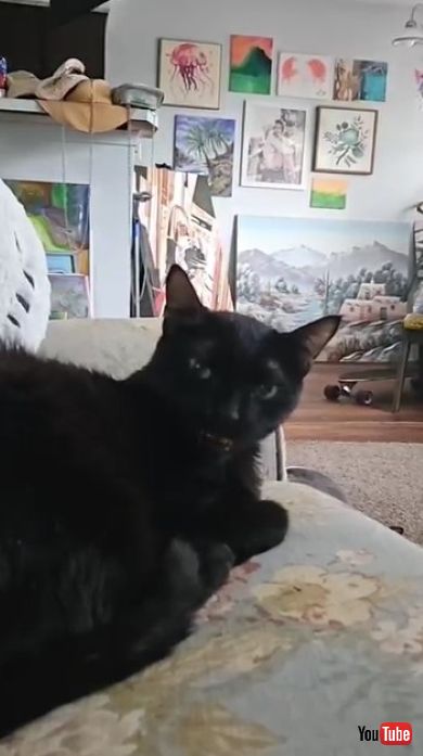 飼い主にささやく猫