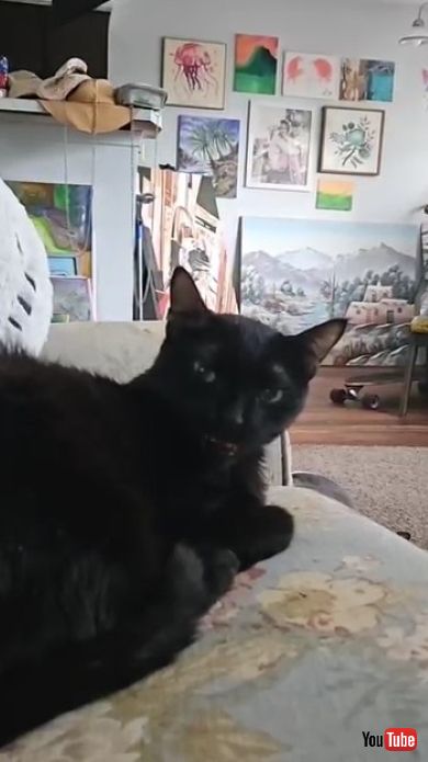 飼い主にささやく猫