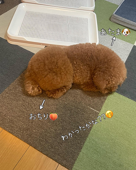 トイレ付近でどっちだ正解