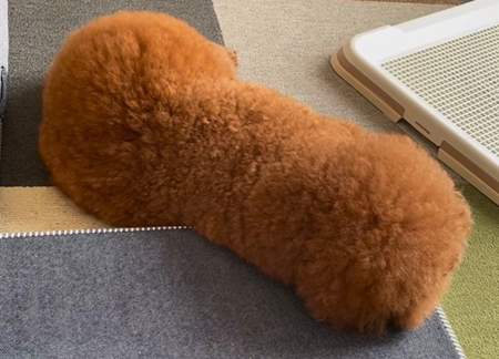 パルムくん全身アップ