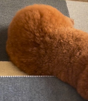 左側のもふもふ