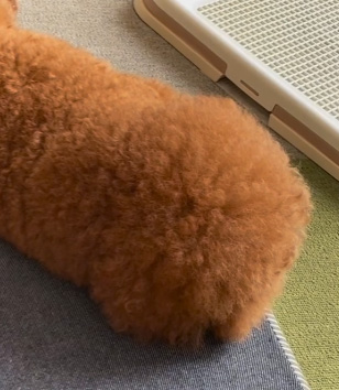 右側のもふもふ