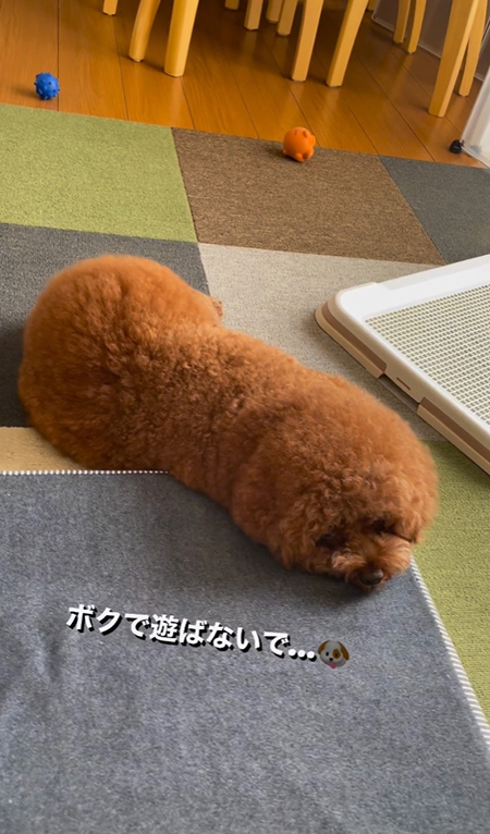 こちらを見るパルムくん