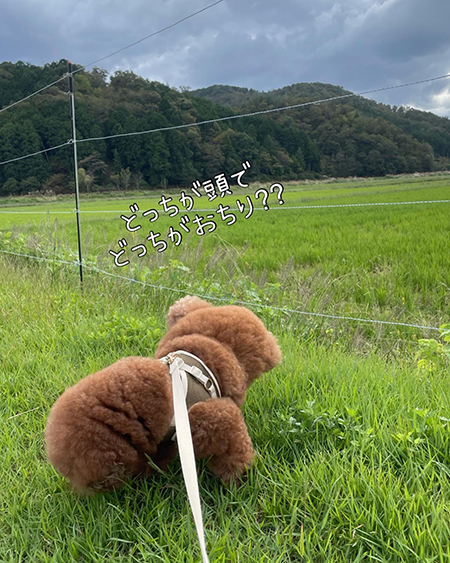 おしっこ中のどっちだ