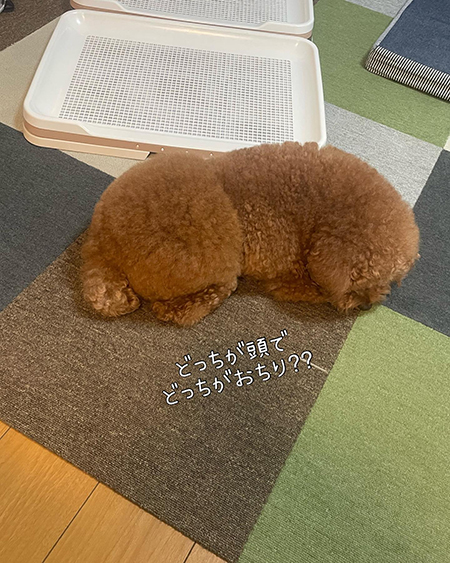 トイレ付近でどっちだ