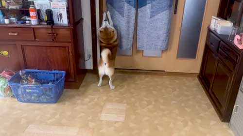 お母さんの帰宅がうれしくて漫画みたいな顔になった柴犬