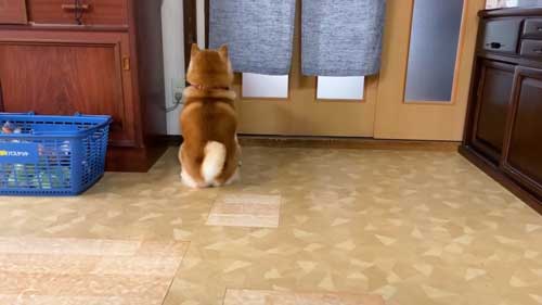 お母さんの帰宅がうれしくて漫画みたいな顔になった柴犬