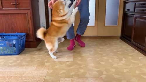 お母さんの帰宅がうれしくて漫画みたいな顔になった柴犬