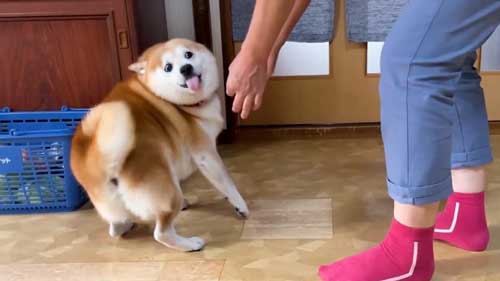 お母さんの帰宅がうれしくて漫画みたいな顔になった柴犬