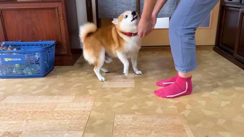 お母さんの帰宅がうれしくて漫画みたいな顔になった柴犬