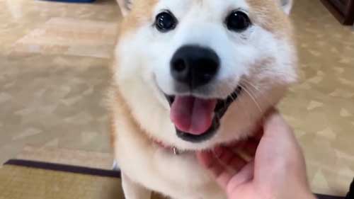 お母さんの帰宅がうれしくて漫画みたいな顔になった柴犬