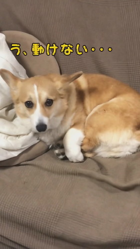 足をロックして動けないチリちゃん