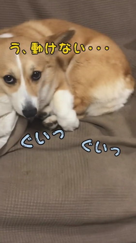 足をロックして動けないチリちゃん