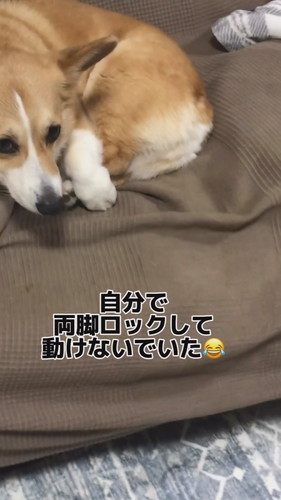 足をロックして動けないチリちゃん