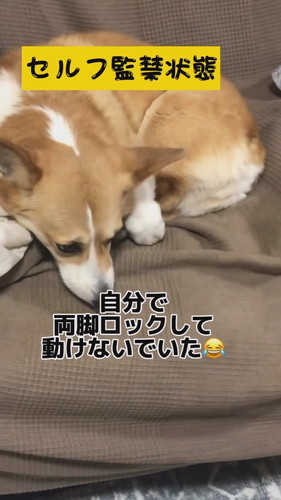 足をロックして動けないチリちゃん