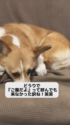 足をロックして動けないチリちゃん