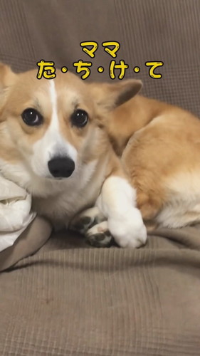 足をロックして動けないチリちゃん