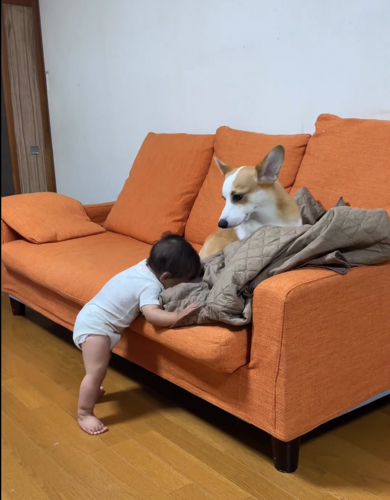 赤ちゃんのかまって攻撃に応えるウェルシュ・コーギー