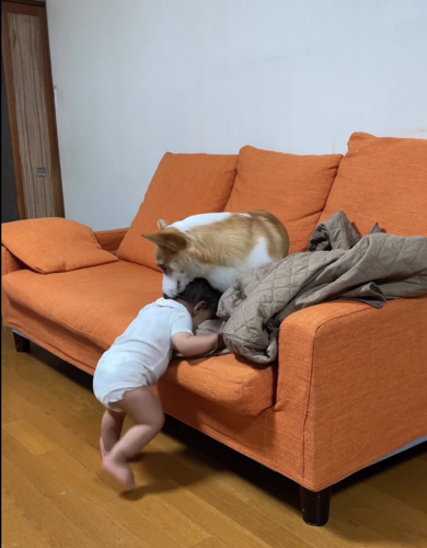 赤ちゃんを優しく包み込むウェルシュ・コーギー