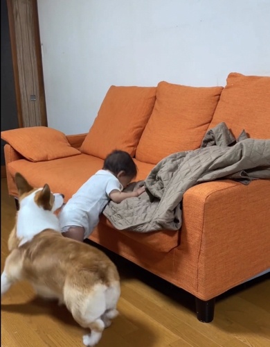 赤ちゃんが転ばないようにサポートをするウェルシュ・コーギー