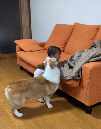 赤ちゃんを見守るウェルシュ・コーギー