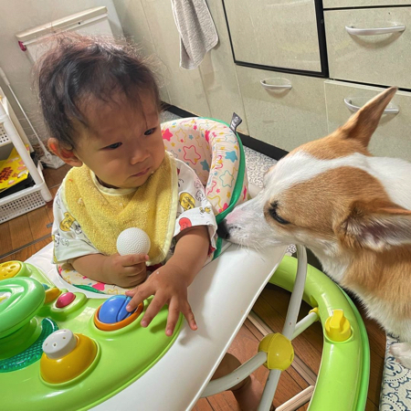 赤ちゃんを見守るウェルシュ・コーギー