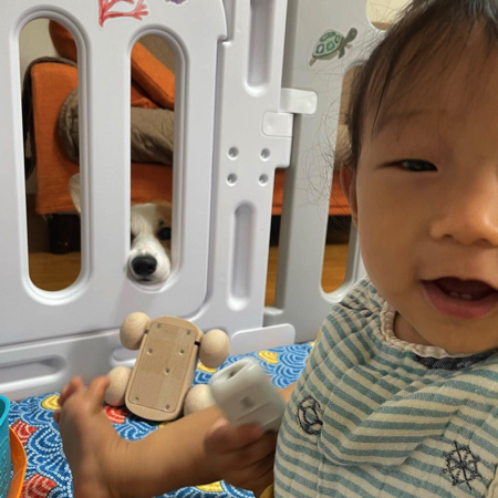 ベビーサークルに入りたいウェルシュ・コーギー