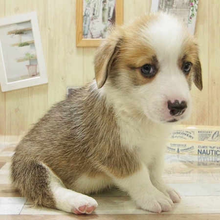 赤ちゃんの頃のウェルシュ・コーギー