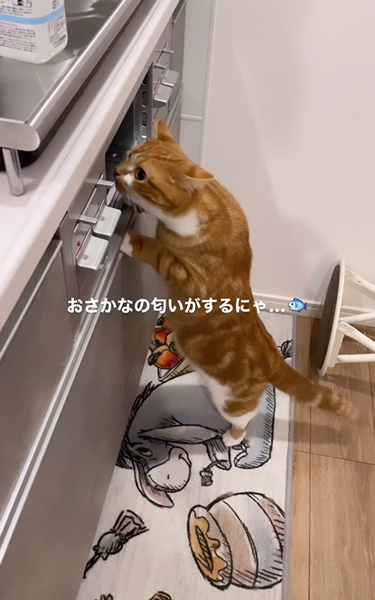 グリルが気になる猫