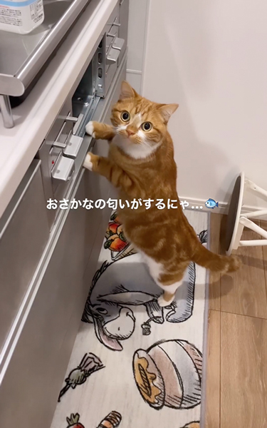 グリルが気になる猫
