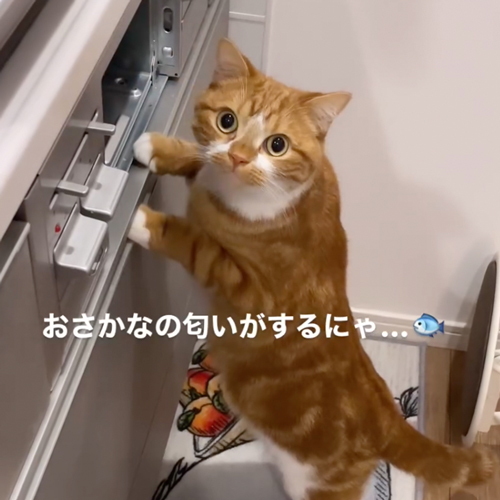 グリルが気になる猫