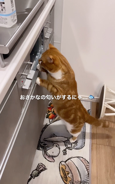 グリルが気になる猫