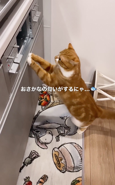グリルが気になる猫