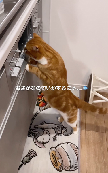 グリルが気になる猫