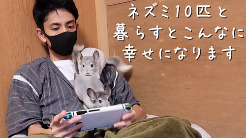 チンチラ