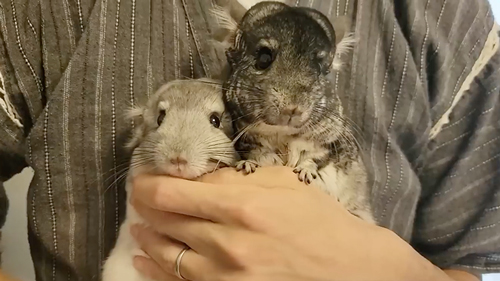 ネズミ10匹と暮らす飼い主の日常