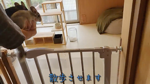 ネズミ10匹と暮らす飼い主の日常