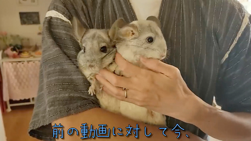 ネズミ10匹と暮らす飼い主の日常