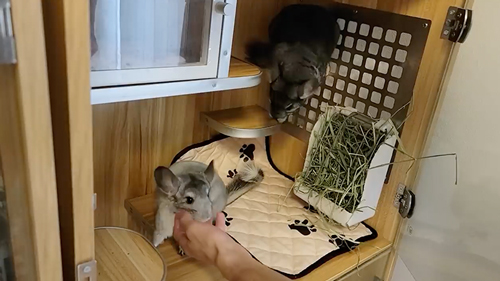 ネズミ10匹と暮らす飼い主の日常