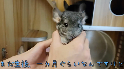 ネズミ10匹と暮らす飼い主の日常