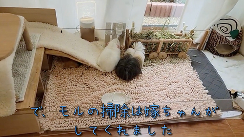 ネズミ10匹と暮らす飼い主の日常