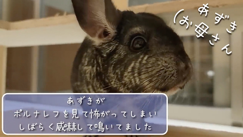 ネズミ10匹と暮らす飼い主の日常