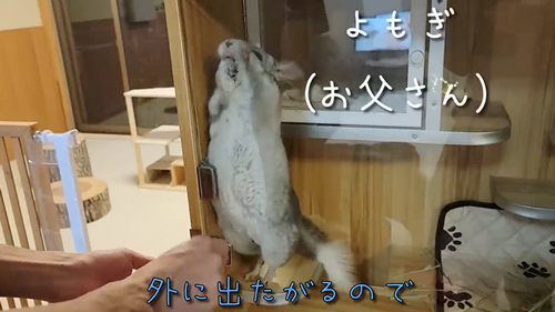 ネズミ10匹と暮らす飼い主の日常