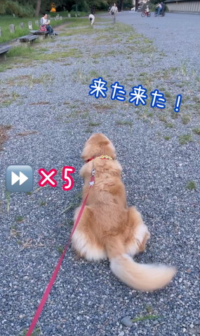 お座りしてるワンコ後ろ姿