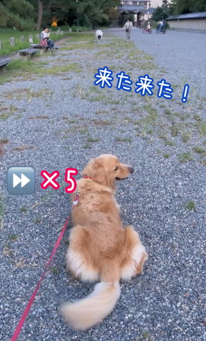 お座りして後ろ振り返るワンコ