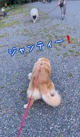 走り出そうとするワンコ